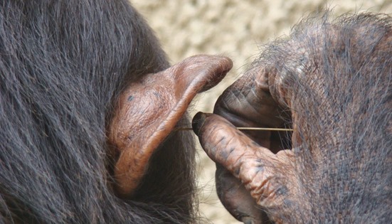 monos chimpaces que se colocan una hierba en la oreja 3